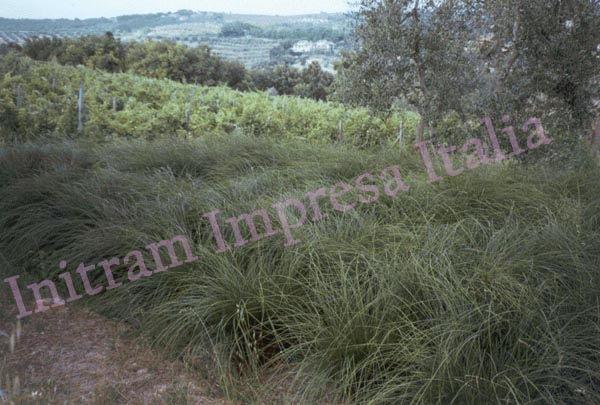 Impianto di fitodepurazione a flusso sommerso orizzontale per cantina