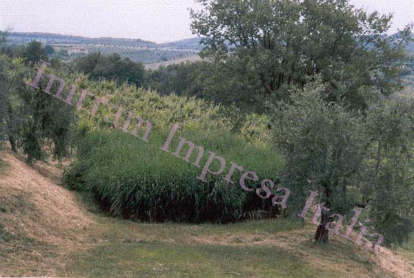 Impianto di fitodepurazione per cantina