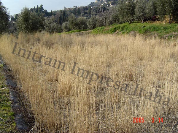 fitodepurazione a flusso sommerso orizzontale piantumato con phragmites australis per hotel a Fiesole, Firenze