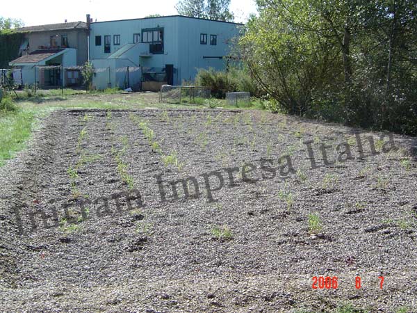 Impianto di fitodepurazione per oasi naturalistica, Lago di Montepulciano, Siena